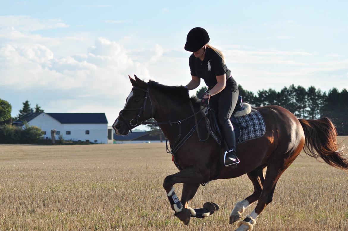 DSP Vasehøjs Kaia billede 5