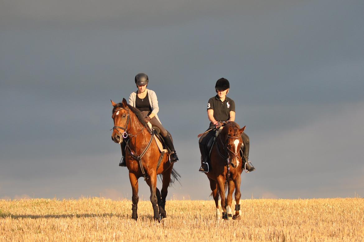 DSP Vasehøjs Kaia - Kaia og Aragon, bedste venner! billede 10