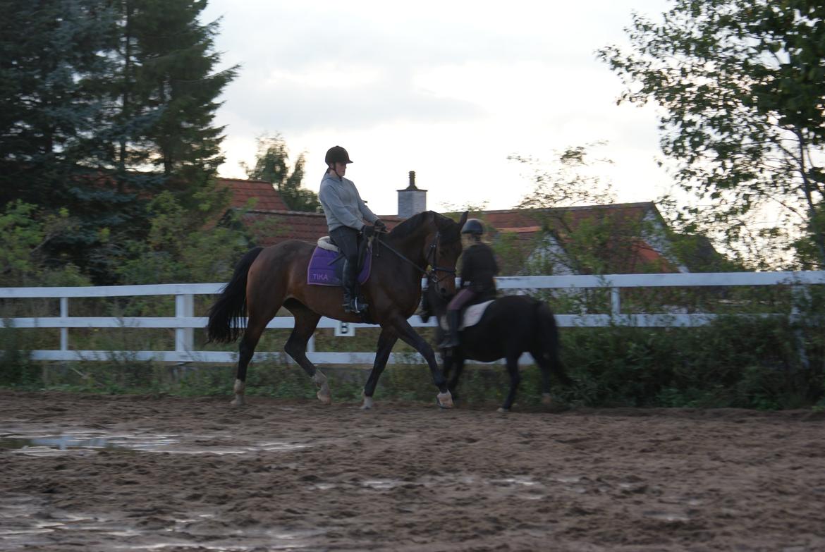 Dansk Varmblod STENKISTEKÆRS KITTE KRY *Kitte* - Oktober 2013
 billede 11