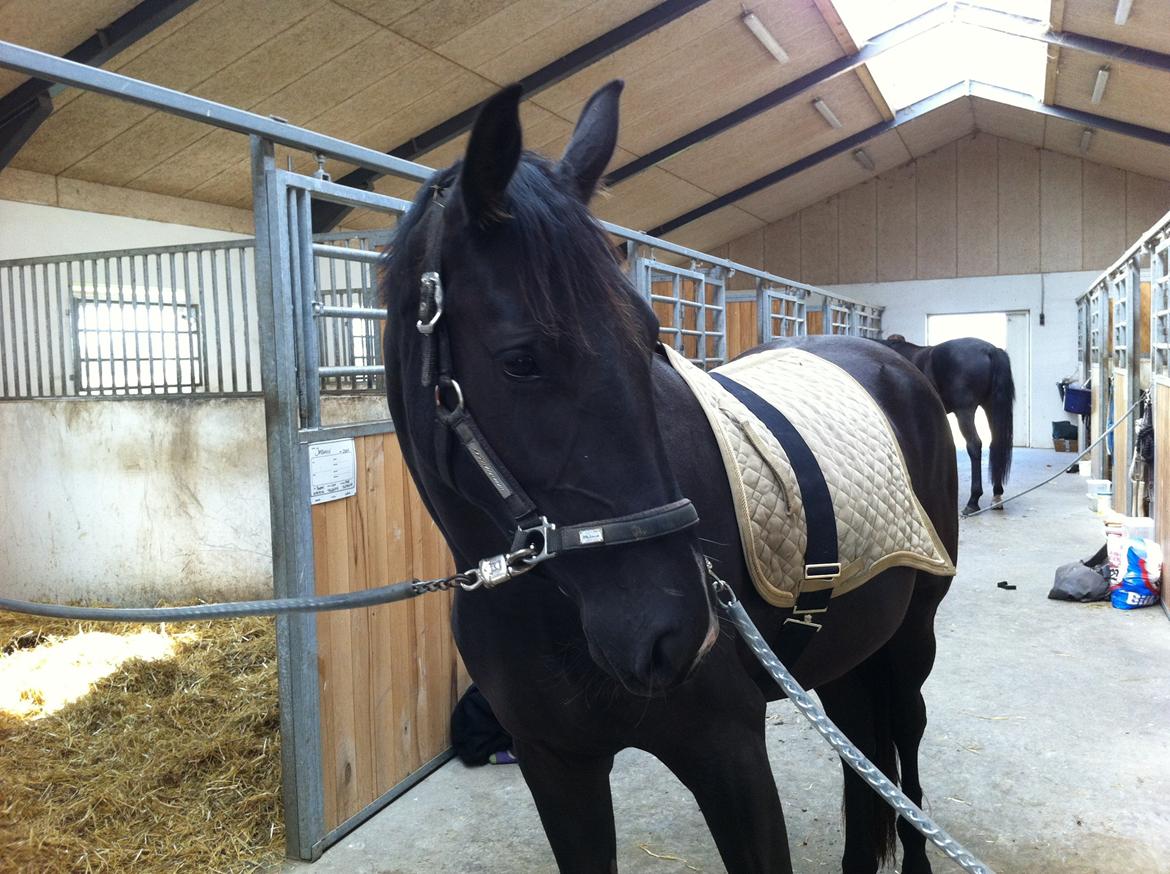 Dansk Varmblod Alphabeat - 13/09 -13: Den lille dame er ved at blive voksen, også skal hun jo lære hvordan det er at være voksen ;)  billede 47