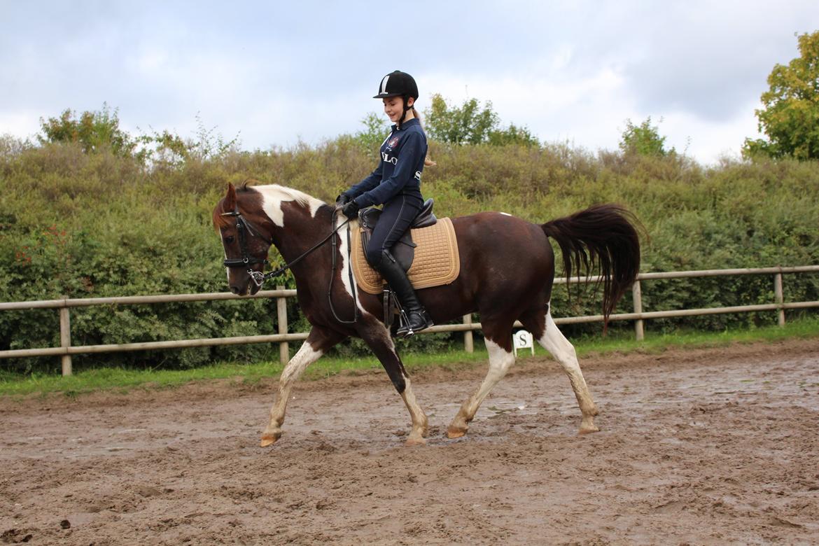 Pinto Cantona billede 16