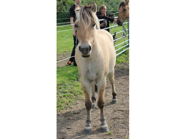 {{currentPhoto.altText}} billede {{currentPhoto.number}}