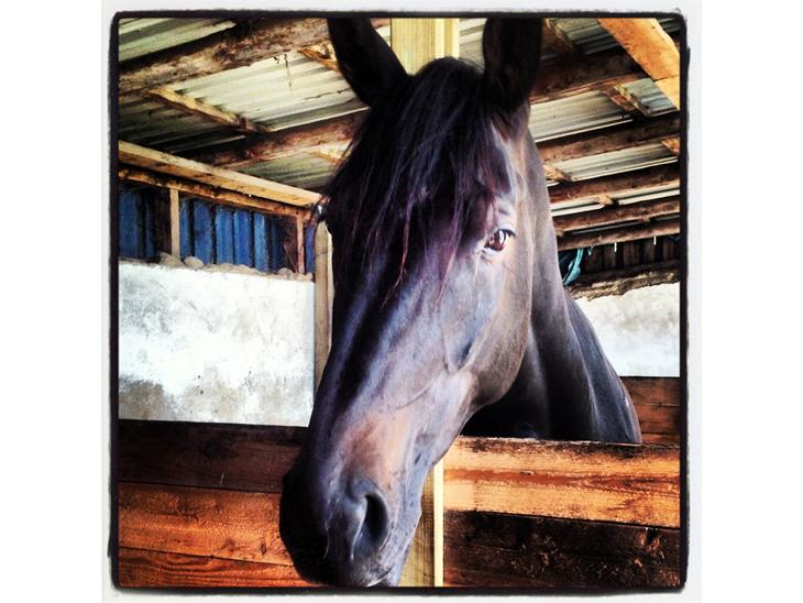 {{currentPhoto.altText}} billede {{currentPhoto.number}}