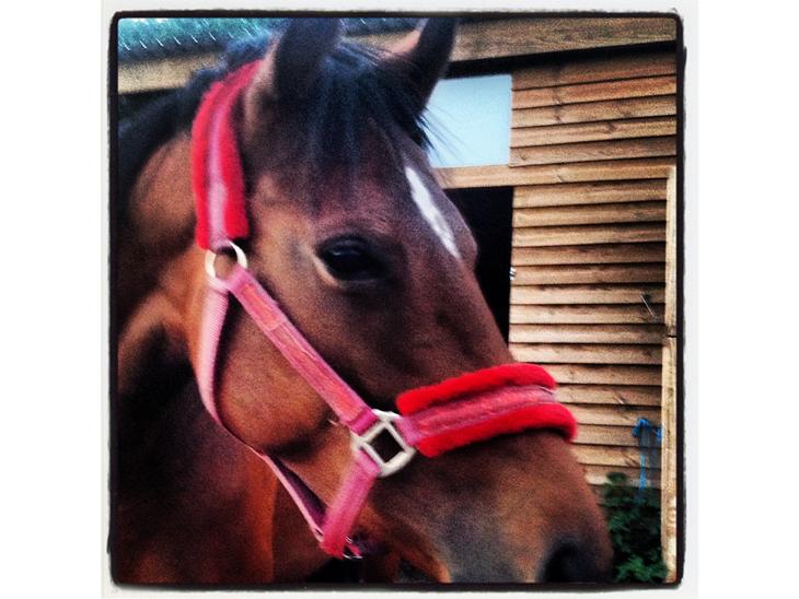 {{currentPhoto.altText}} billede {{currentPhoto.number}}