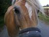 Haflinger Wictoria Sandgergaard 