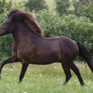 Islænder Galdur fra Teglborg