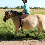 Fjordhest Sally