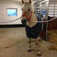 Fjordhest Vindhøjs Lukas