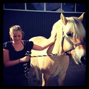 Fjordhest Vindhøjs Lukas