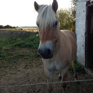 Fjordhest Vindhøjs Lukas