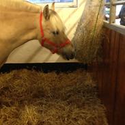 Fjordhest Vindhøjs Lukas