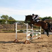 Dansk Varmblod Lorantus