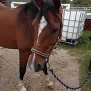 Hollandsk Sportspony Silvy