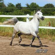 Welsh Pony (sec B) Dustin ~Bedste ven~