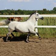 Welsh Pony (sec B) Dustin ~Bedste ven~