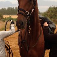 Dansk Varmblod Grønhøjgårds Cosmo