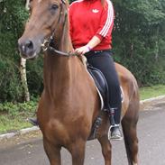 Dansk Varmblod Grønhøjgårds Cosmo