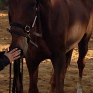 Dansk Varmblod Grønhøjgårds Cosmo