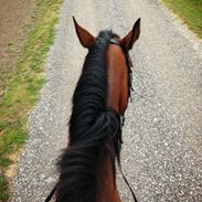 Dansk Varmblod Cosmopolitan Vision