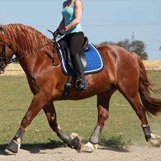 Welsh Cob (sec D) Valhallas Lord Matrafal