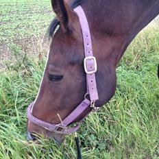 Dansk Varmblod Next To Everything