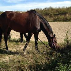 Dansk Varmblod Next To Everything