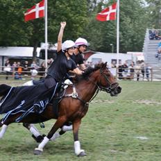 Hollandsk Sportspony Dakar