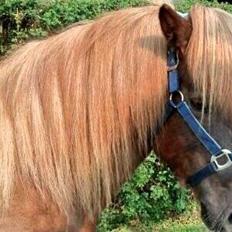 Islænder Rökkvi fra Nekselø