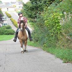 Islænder Glæsir fra Stutteri Borg