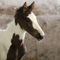 Pinto HEDENS NANGIJALA