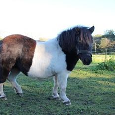 Shetlænder VEGGERBYS ISLE OF EWE