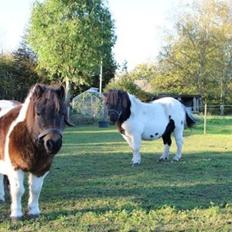 Shetlænder VEGGERBYS ISLE OF EWE
