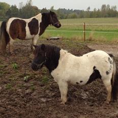 Shetlænder VEGGERBYS ISLE OF EWE