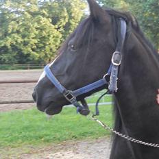 Anden særlig race Starlight