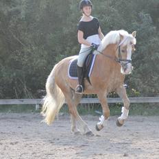 Haflinger Studgårdens Sally <3<3