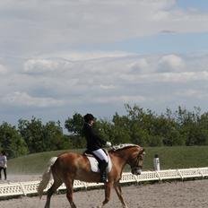 Haflinger Limone