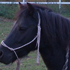 Anden særlig race Oliver