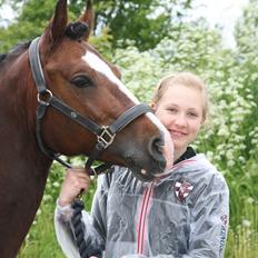 Welsh Cob (sec D) Kirz Vanill Krokodille