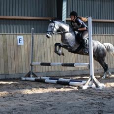 Anden særlig race Casjang (solgt)