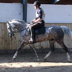 Anden særlig race Casjang (solgt)