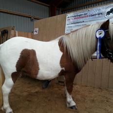 Shetlænder Skovledet Yasmin