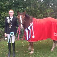 New Forest Spangbo's Malta