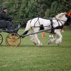 Irish Cob Beer's Paddy