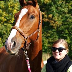 Hannoveraner William