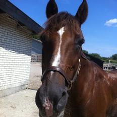 DSP Flying dutchmann 