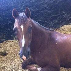 DSP Flying dutchmann 