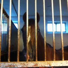 DSP Flying dutchmann 