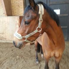 Welsh Pony (sec B) sergeant