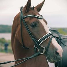 Hollandsk Sportspony Orchid's Marinja B-pony