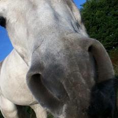 Anden særlig race Tinka